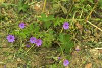 Geranium pyrenaicum