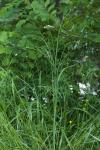 Oenanthe pimpinelloides