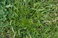 Plantago coronopus