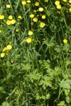 Ranunculus acris