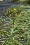 Rorippa amphibia