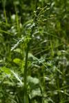 Sonchus asper