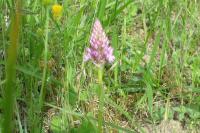 Anacamptis pyramidalis