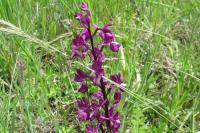 Anacamptis laxiflora