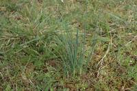 Allium