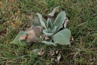 Verbascum thapsus