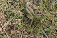 Rumex