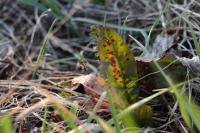 Rumex
