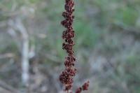 Rumex