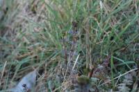 Galium aparine
