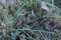 Galium aparine