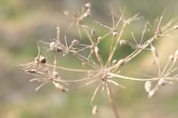 Heracleum sphondylium