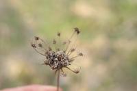 Daucus carota