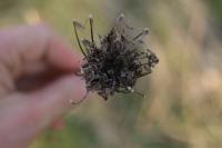 Daucus carota