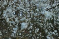 Prunus spinosa