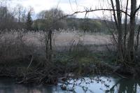 Phragmites australis