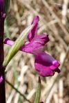 Anacamptis laxiflora