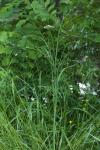 Oenanthe pimpinelloides