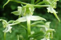 Platanthera chlorantha