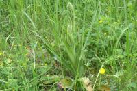 Himantoglossum hircinum