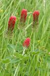 Trifolium incarnatum