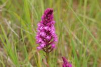 Anacamptis pyramidalis
