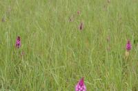 Anacamptis pyramidalis