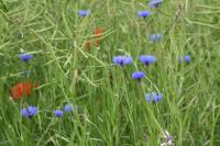 Cyanus segetum