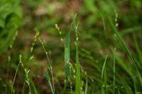Carex divulsa