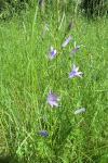Campanula rapunculus