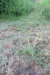 Sonchus oleraceus