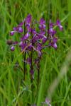 Anacamptis laxiflora