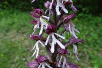 Orchis x angusticruris