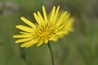 Tragopogon pratensis subsp. orientalis