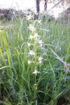 Platanthera chlorantha