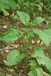 Dipsacus pilosus