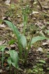 Allium ursinum