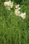 Filipendula vulgaris