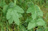 Filipendula ulmaria