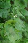 Lamium album
