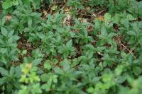 Mercurialis perennis