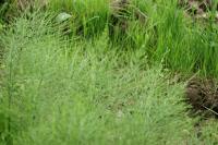 Equisetum
