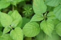 Circaea lutetiana