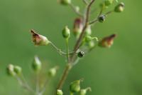 Scrophularia nodosa