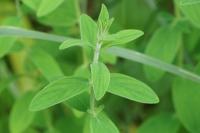 Hypericum hirsutum