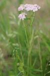 Achillea millefolium