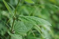 Scrophularia nodosa