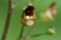 Scrophularia nodosa