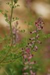 Fumaria officinalis