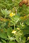 Chelidonium majus